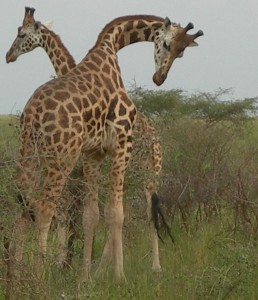 Giraffes-Murchison