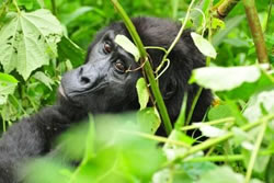 Uganda Gorilla Tours