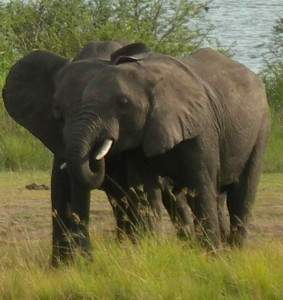 Uganda National Park Tour
