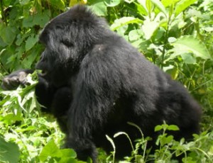 Gorilla Tracking