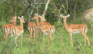 Wildlife Safaris in Uganda