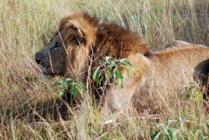 Lions in Queen