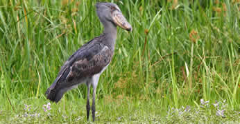 Uganda Birding Safaris