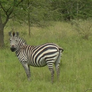 Lake Mburo Wildlife Tour