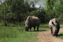 Ziwa Rhino Sanctuary