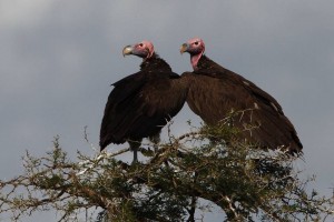 vultures22