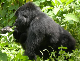 Uganda Gorilla Tours