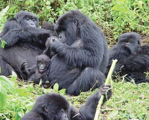 Uganda Gorilla Tours