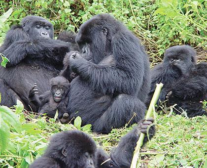 Uganda Gorilla Tours