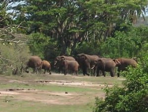 Rwanda-elephants