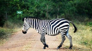 lake mburo zebras