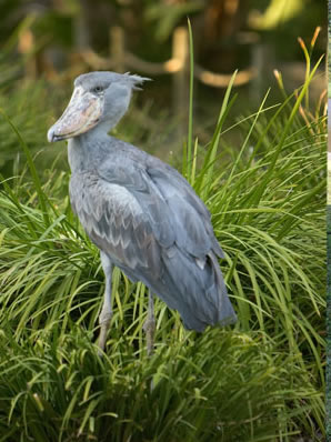 Uganda Birding Safaris