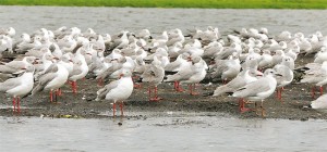 lutembe birds