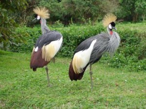 crested crane