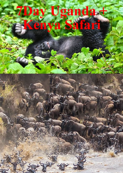 Uganda Kenya Safaris