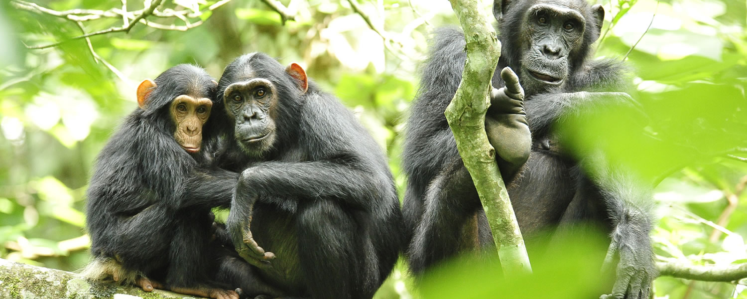 Chimpanzee tracking in Uganda