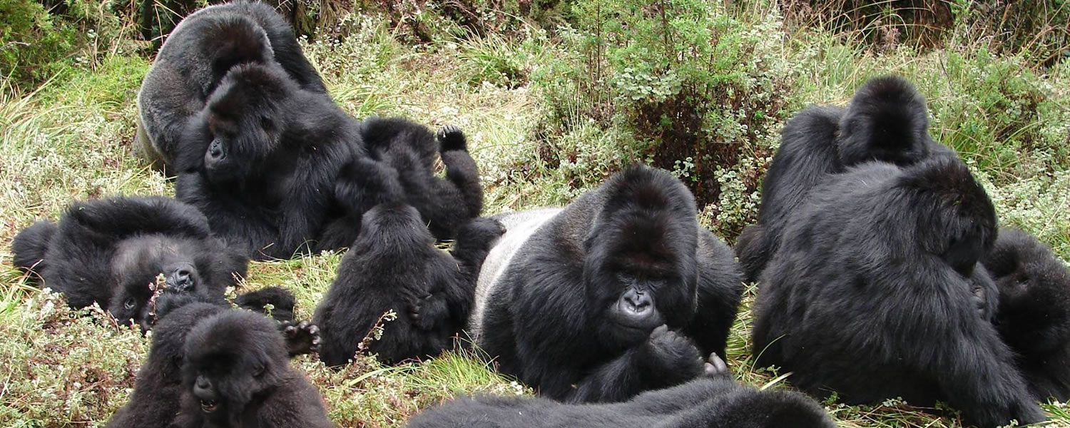 Gorilla Tours Uganda